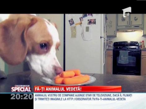 SPECIAL! Câinii dependenţi de morcovi