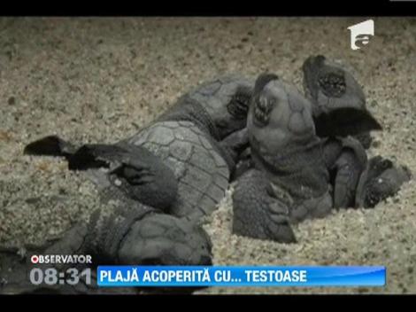 Milioane de pui de țestoasă au ieşit din nisip, în Mexic
