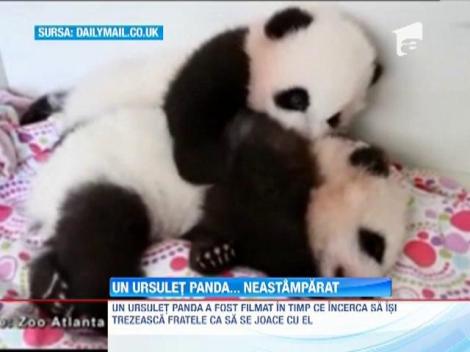 Trezirea, am chef de joacă! Doi pui de urs panda fac senzaţie într-un clip postat pe internet