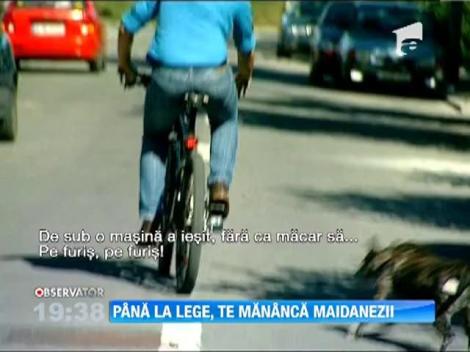 O femeie a ajuns la spital după ce a fost muşcată de maidanezi