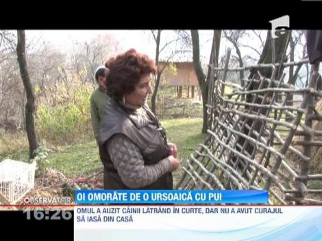 Oi omorâte de o ursoaică cu pui
