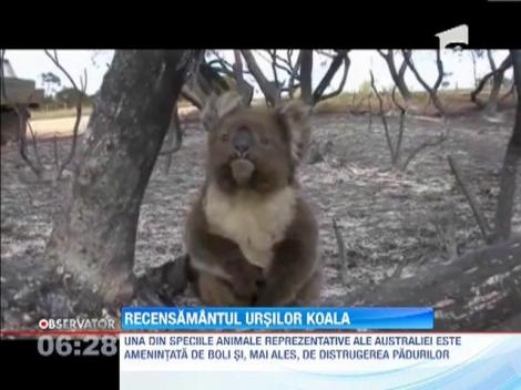 Moş Martin, vizat de un recensământ riguros: Australienii vor să afle câţi urşi koala au în ţară