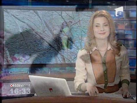 Doi urşi panda au fost filmaţi de angajaţii unei grădini zoologice din Atlanta