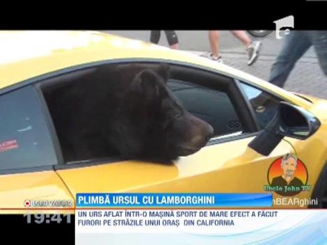 Plimbă ursul cu Lamborghini