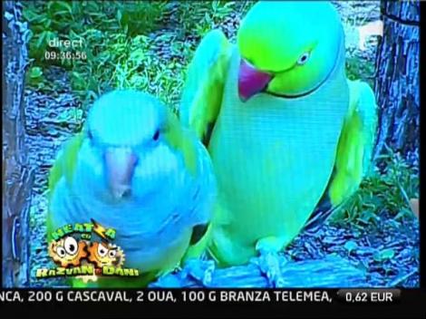 Papagalii iubăreţi