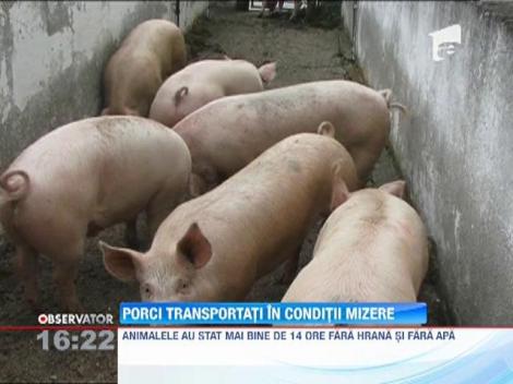 Porci transportaţi în condiţii mizere
