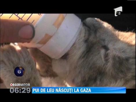 Pui de leu nascuţi la grădina zoologică din Fâşia Gaza