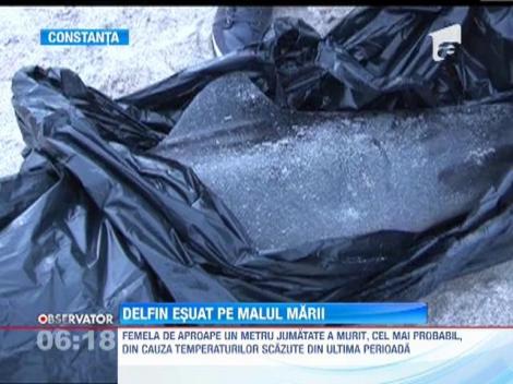 Delfin eşuat pe o plajă din staţiunea Mamaia