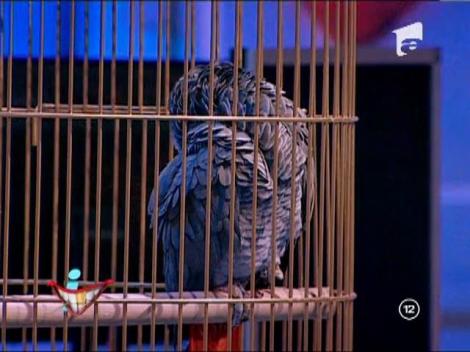 Ruţă, papagalul emisiunii, răspunde cum ştie mai bine mesajelor primite de la telespectatori