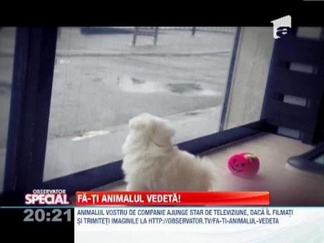 Fă-ti animalul vedetă!