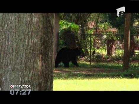 Un urs rătăcit a creat panică la petrecerea de aniversare a unui băieţel din Florida