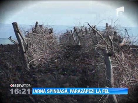 Primăria din comuna Viişoara, judeţul Vaslui, a construit parazăpezi pentru a apăra satele de viscole