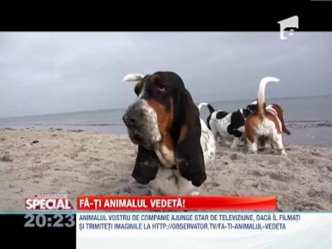 VIDEO SPECIAL! Câinele, frate cu natura