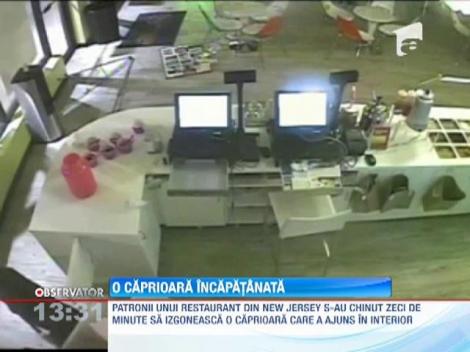 O căprioară a devastat un magazin din SUA