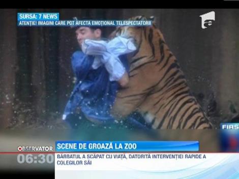 Un dresor a fost atacat de un tigru, la o grădină zoologică din Australia