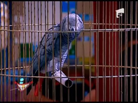 Poşta redacţiei, la iComedy!