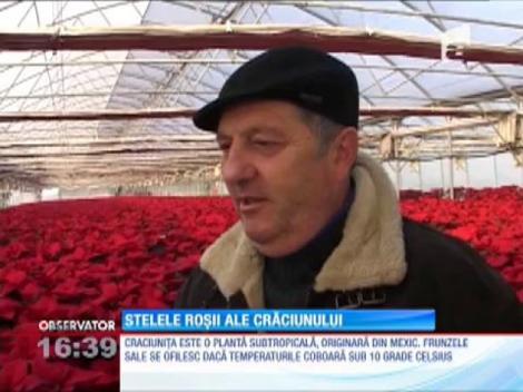 Crăciuniţele, o afacere profitabilă