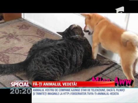 SPECIAL! Caţelul neastâmpărat şi pisica morocănoasă