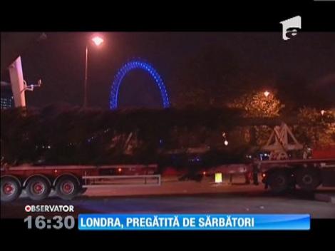 Londonezii se pregătesc de împodobirea unui brad uriaș, livrat din Norvegia