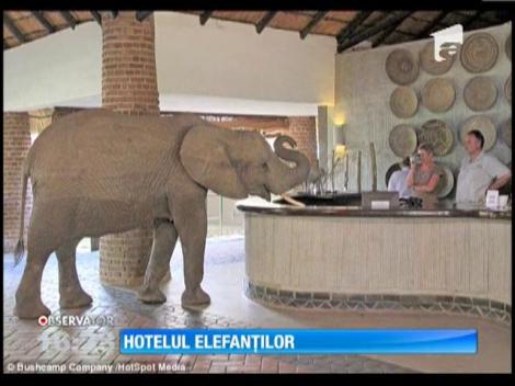 Primul hotel pentru elefanți, deschis în Zambia