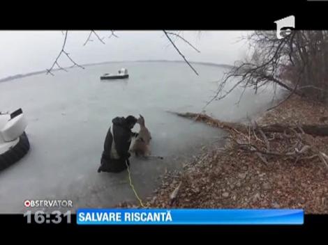 Căprioare salvate din gheaţă