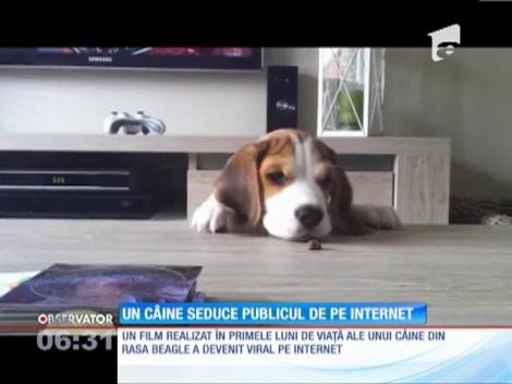 Un câine din rasa Beagle face senzație pe internet cu documetarul despre viața sa