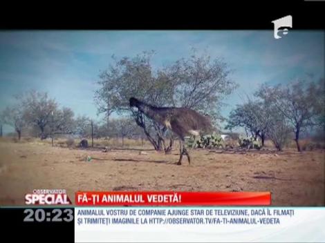 Cele mai mari păsări au o pasiune ascunsă. Dansând cu...struții!