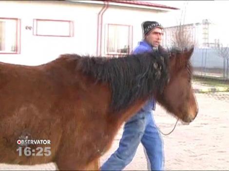 Primăria din Focşani a scos la licitaţie o iapă
