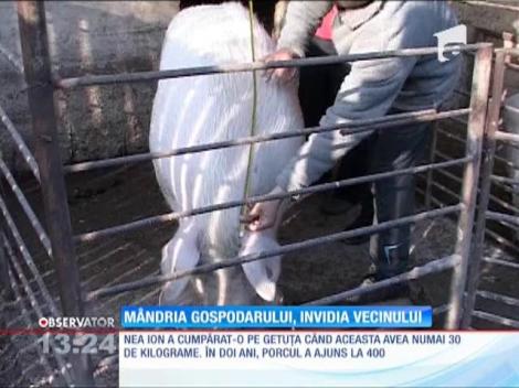 Porcul gigant, mândria unui gospodar din Argeş