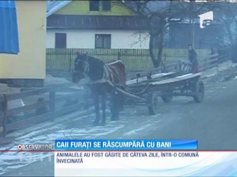 Două familii din judeţul Neamţ au rămas fără cai