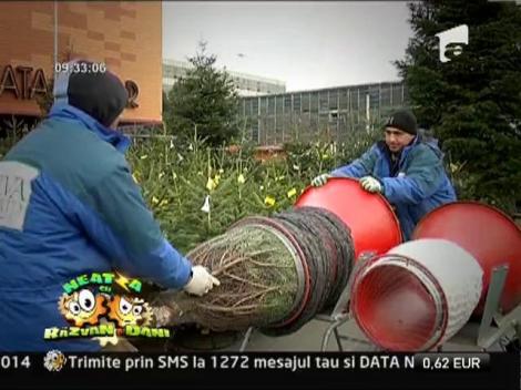 Braduţul argintiu în ghiveci, la moda în acest sfârşit an