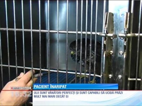 Un uliu rănit, găsit pe marginea unei şosele la Arad