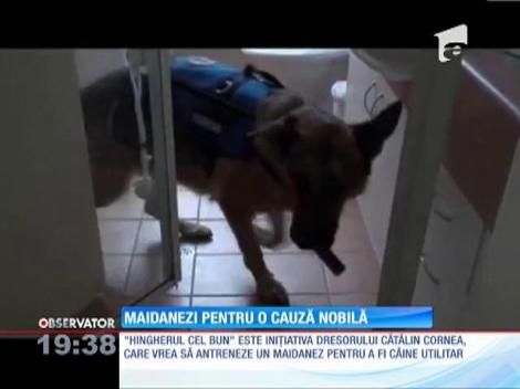 Maidanezi pentru o cauză nobilă