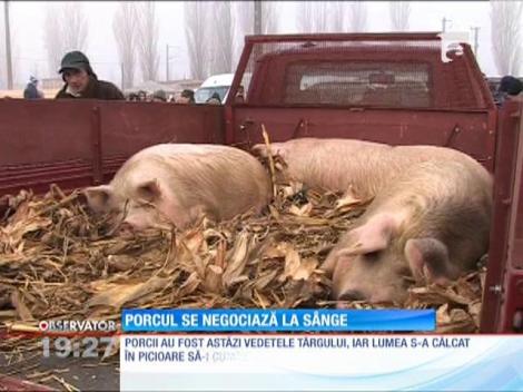 Crescatorii de porci nu sunt dispusi sa negocieze pretul animalelor pentru Craciun