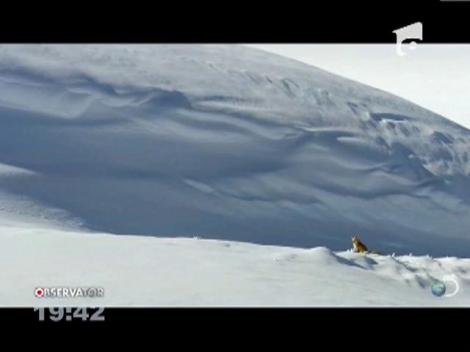 VIDEO! O vulpe face furori pe internet!