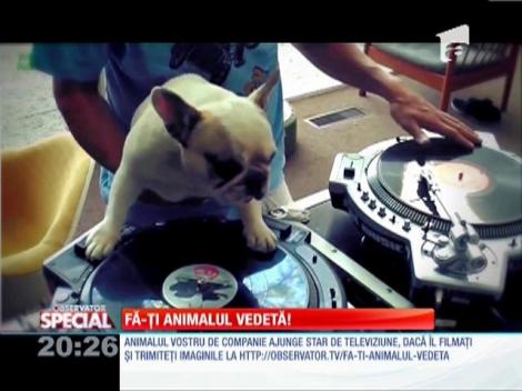 Fă-ti animalul vedetă!