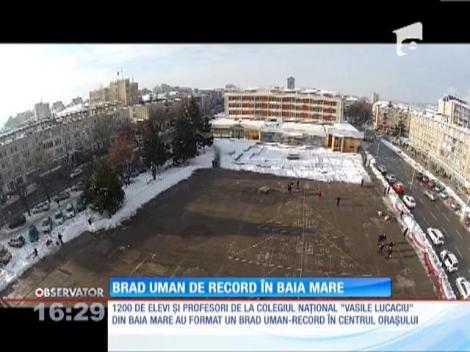 Cel mai mare brad uman din lume a prins viaţă în Baia Mare