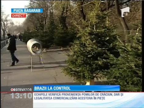 Poliţiştii verifica de unde provin pomii de Crăciun