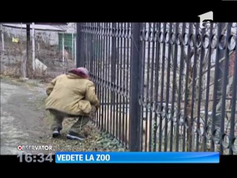 Trei pui de leu alb fac furori la grădina zoologică din Tbilisi