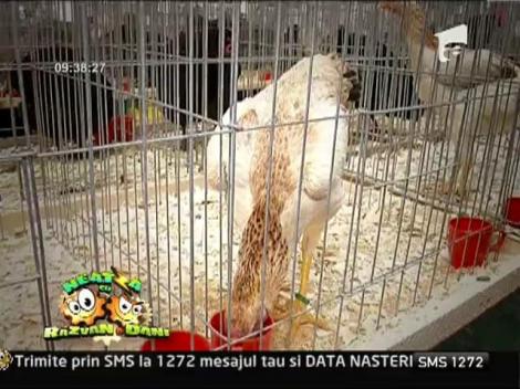 Fii creativ. De Crăciun, alege cadourile inedite, cu puf și pene pentru cei dragi!