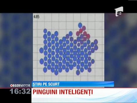 INEDIT! Să ne încălzim ca pinguinii!