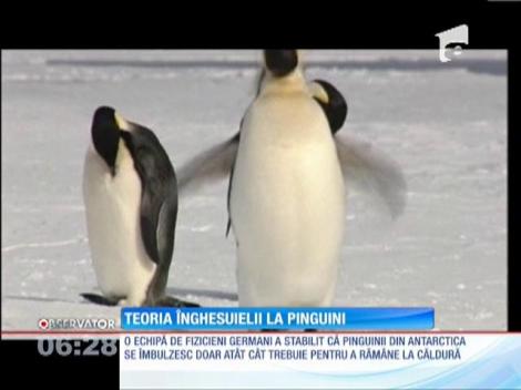 Pinguinii din Antarctica au găsit o strategie pentru a se încălzi