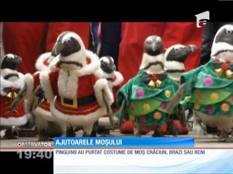 Pinguini costumaţi în Moş Crăciun