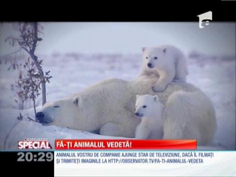 Fa-ti animalul vedeta!