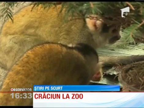 Maimuţele de la grădina zoologică din Marea Britanie au primit un brad încărcat cu bunătăţi