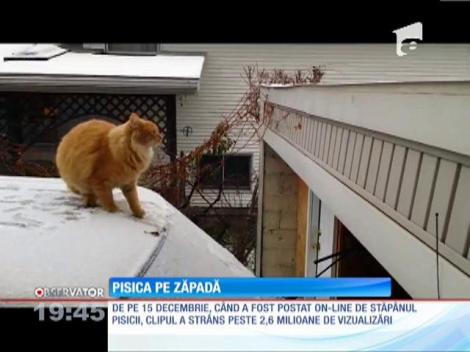 Prima iarnă i-a adus o lecţie de viaţă dură unei feline din Statele Unite