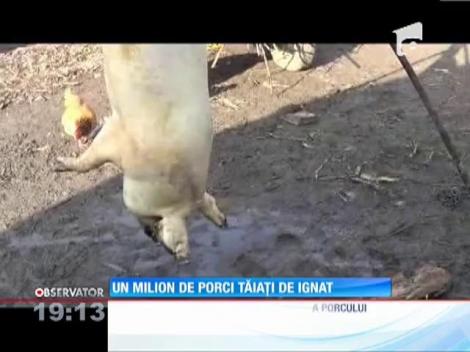 Peste un milion de porci s-au transformat azi, sub cuţit, în cârnaţi, tobă şi jumări