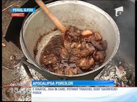 Ignatul, ziua în care sunt sacrificaţi porcii