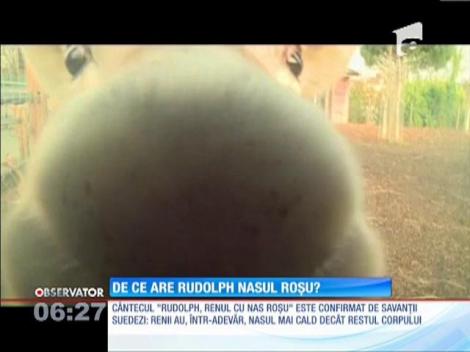 De ce renul Rudolph are nasul roşu?