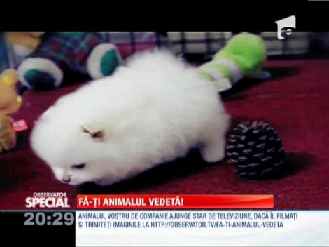 Fă-ti animalul vedetă!